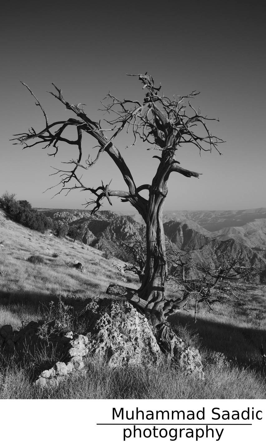 Day 56: The Tree