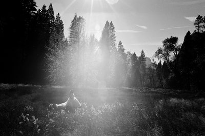Yosemite bride walking through meadow
