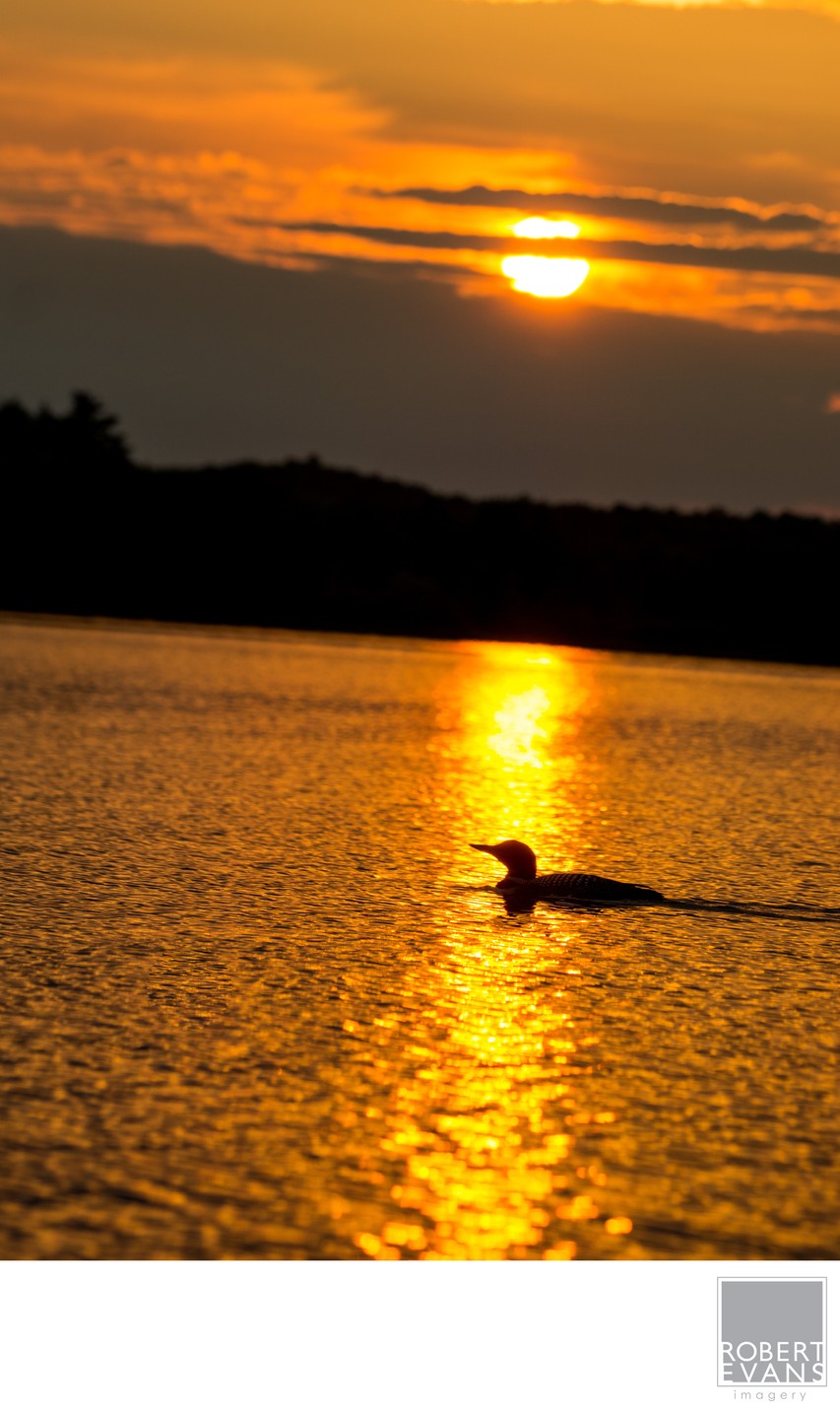 Sunset Loon
