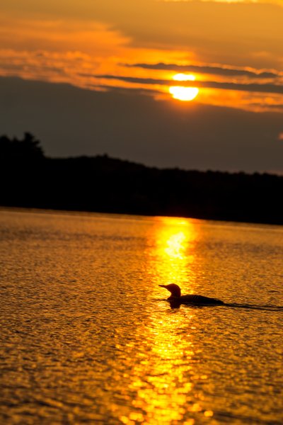 Sunset Loon