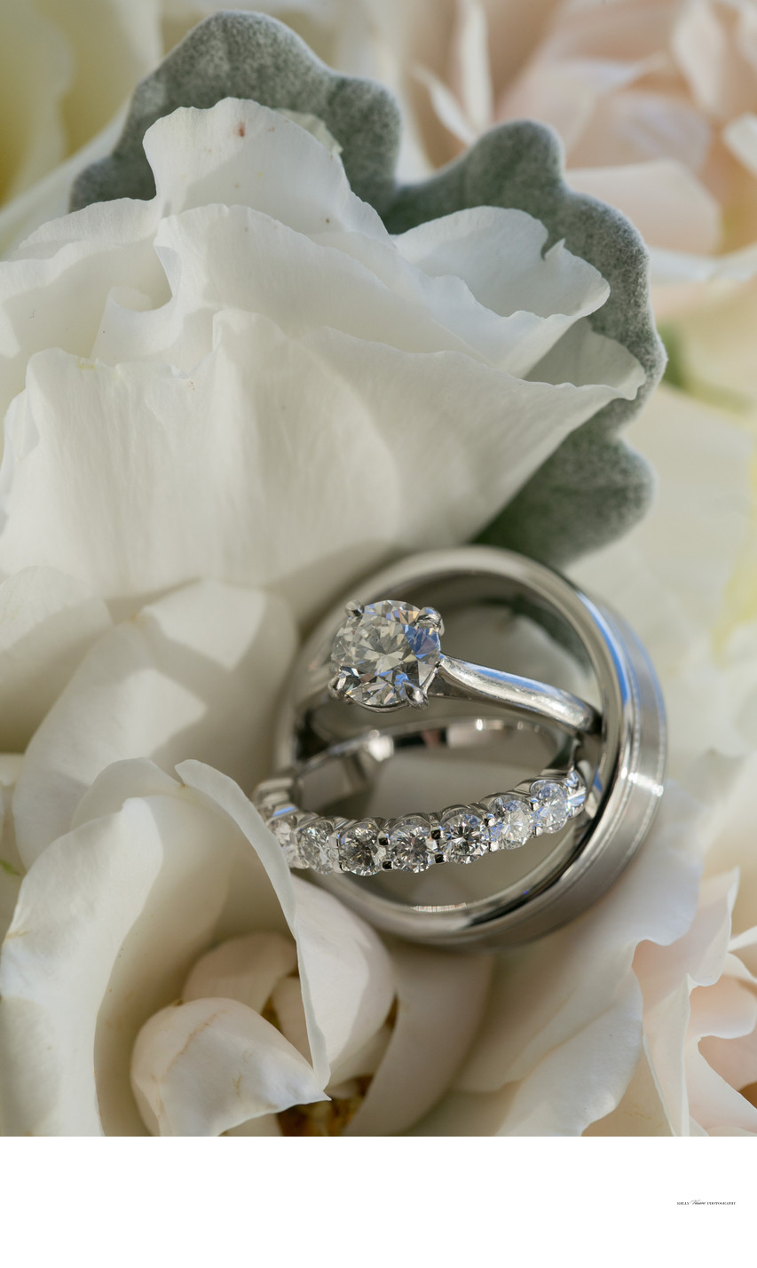 Wedding rings, rose petals, dusty miller