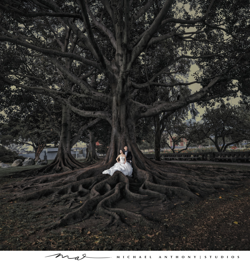 Wedding Photo of Bride and Groom in Front of Large Tree