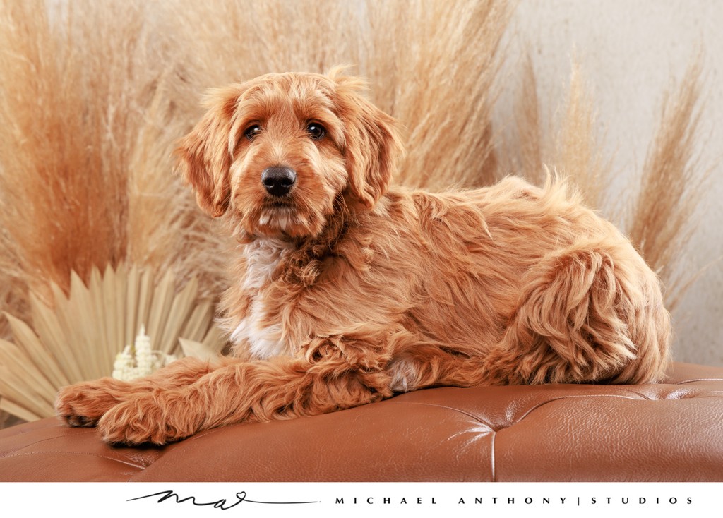 Labradoodle Relaxing on Couch Portrait