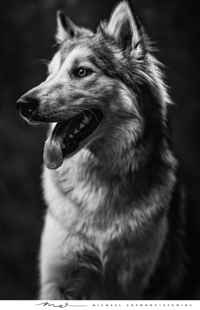 Black and White Husky Portrait