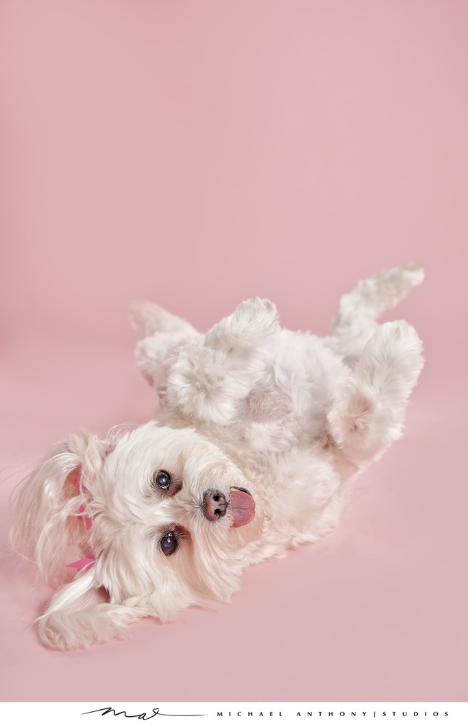 White Maltipoo on Pink Background