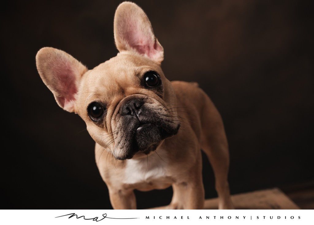 French Bulldog Head Tilt Portrait