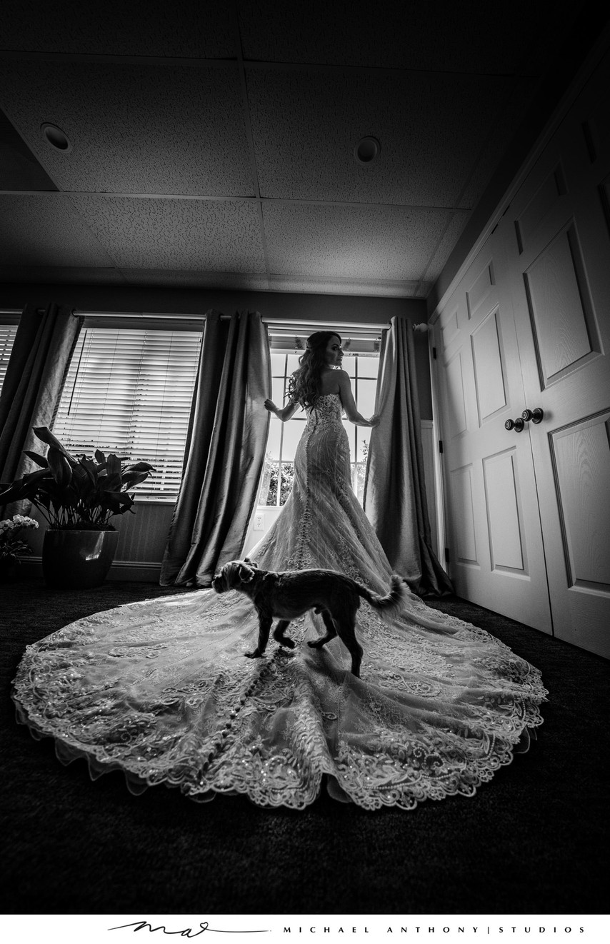 Getting Ready: Dog Walks Across Bride's Gown