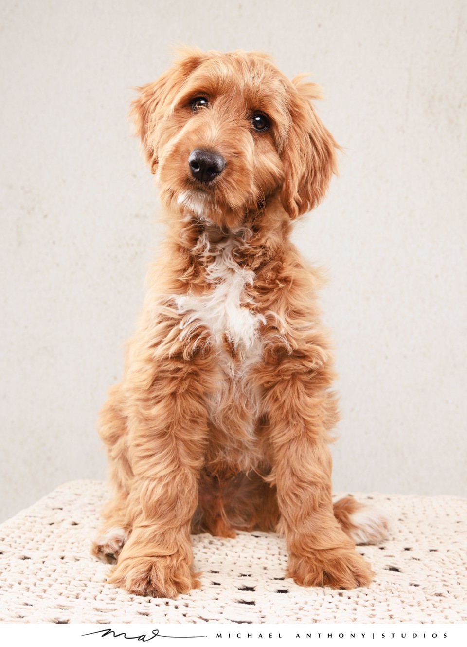 Adorable Labradoodle Portrait | Dog Photography TX