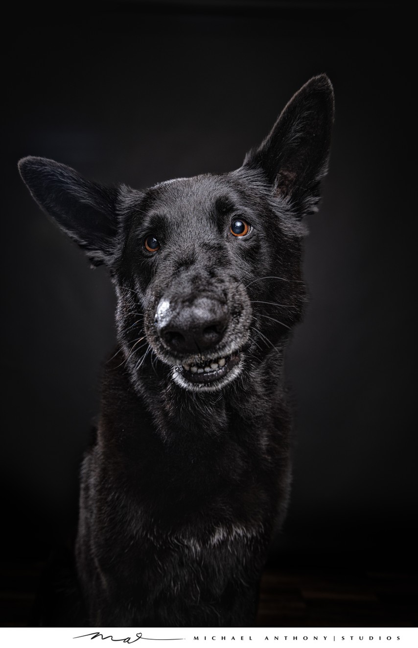 Black Dog Close-Up Portrait