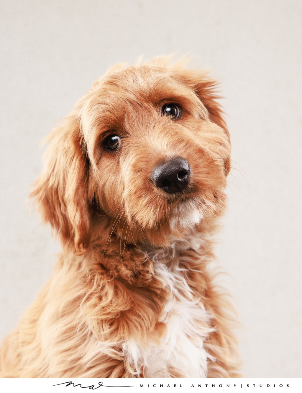 Labradoodle Close-Up Portrait