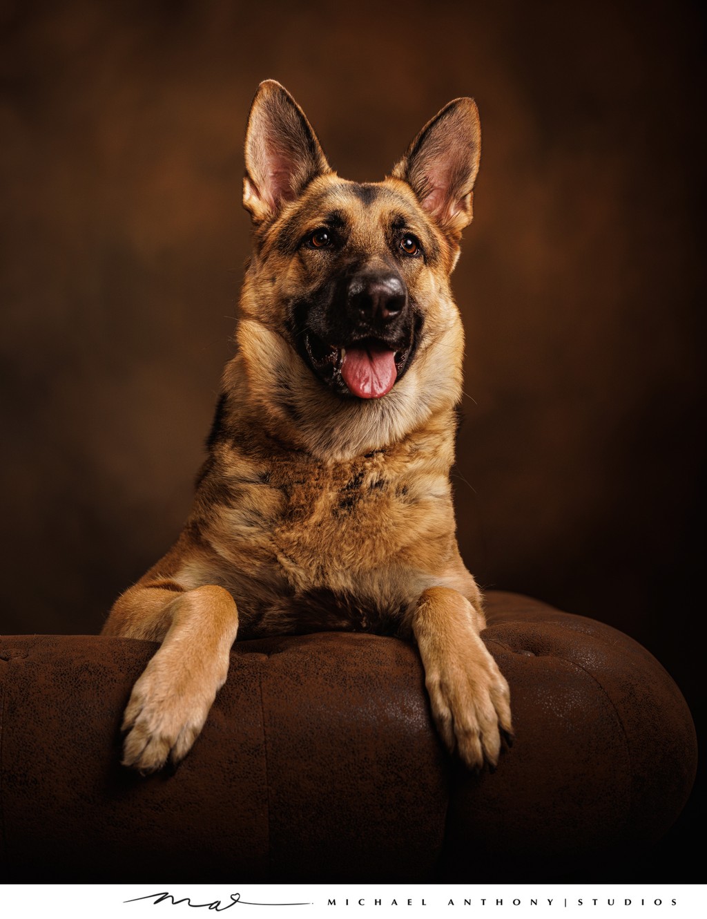 German Shepherd on Couch Portrait