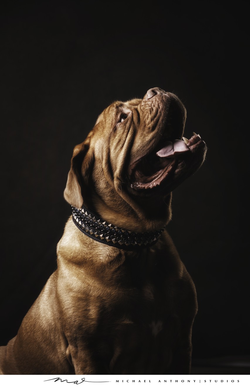 Dogue de Bordeaux Portrait