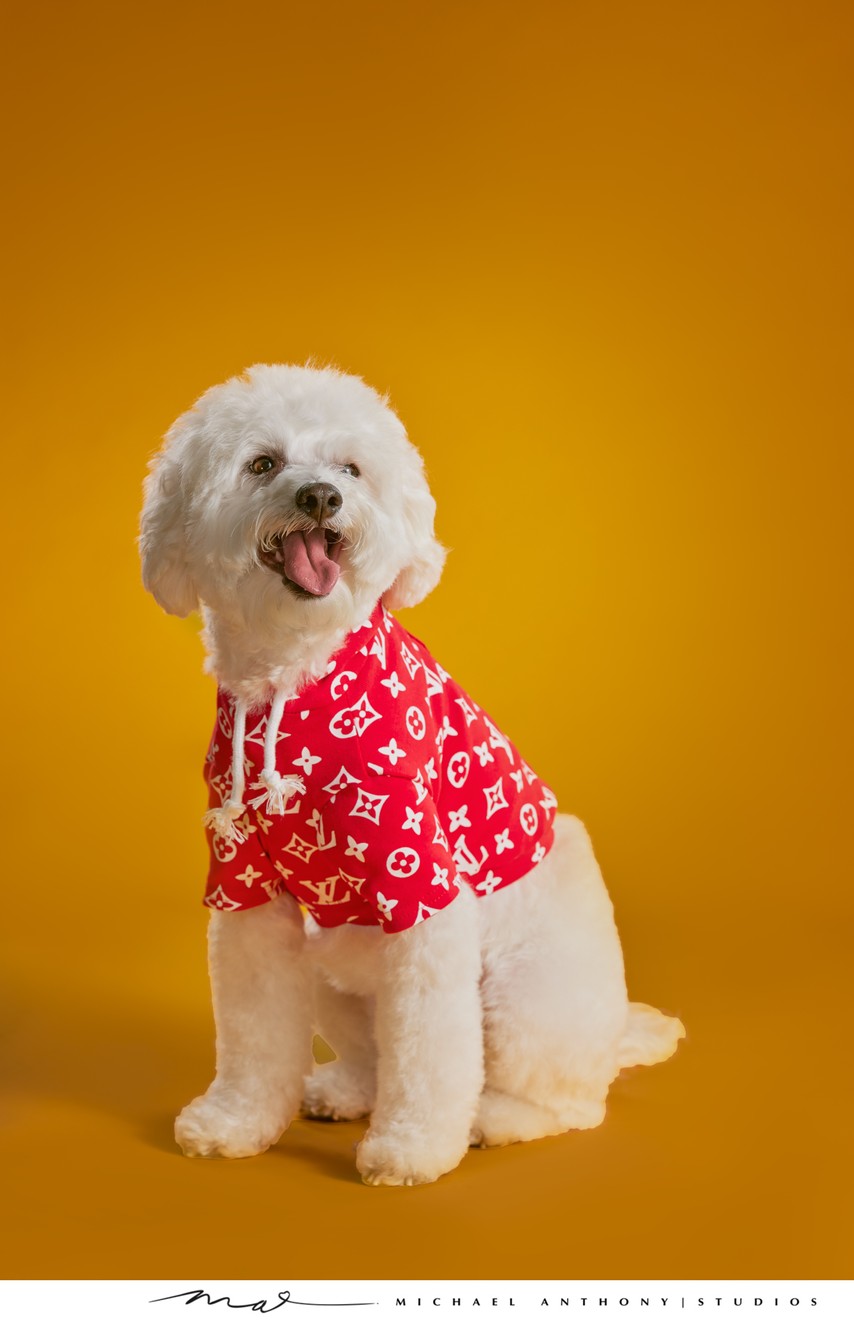 White Dog in Red Hoodie