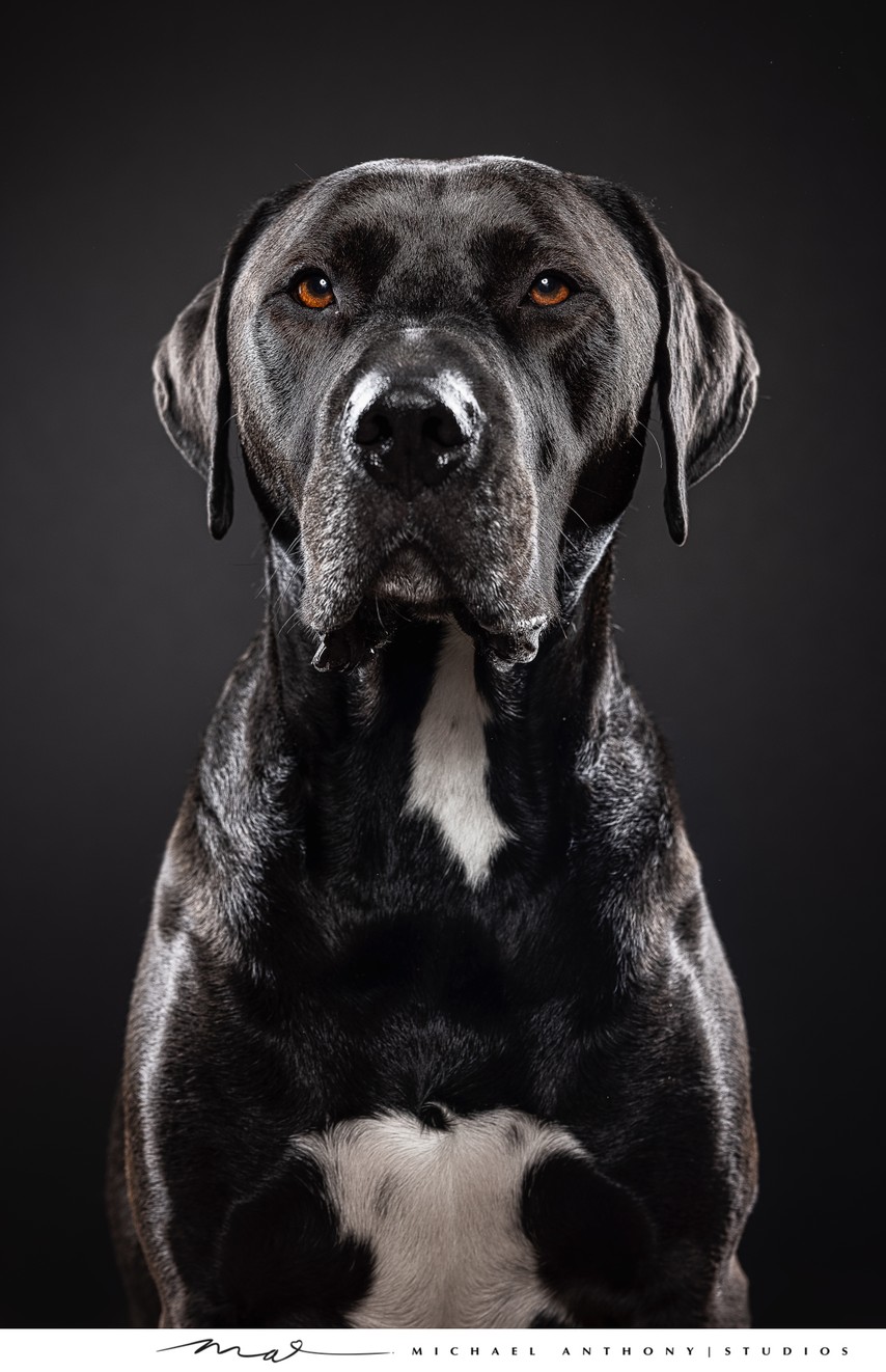 Serious Black Dog Portrait