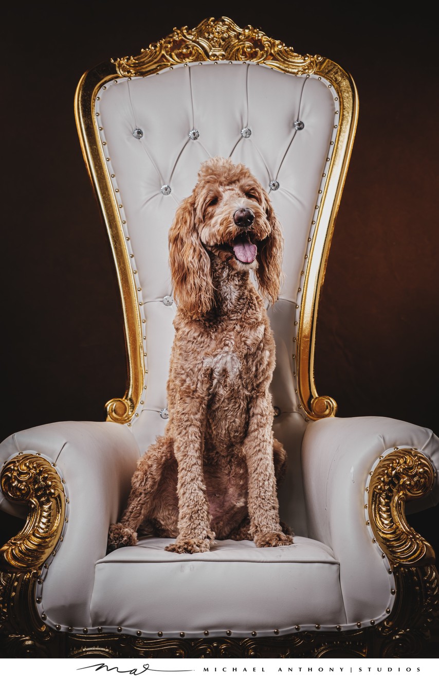 Labradoodle on Regal Chair Portrait