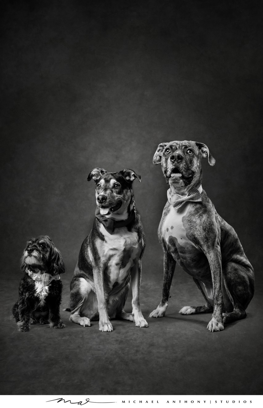 Three Dogs Black and White Portrait