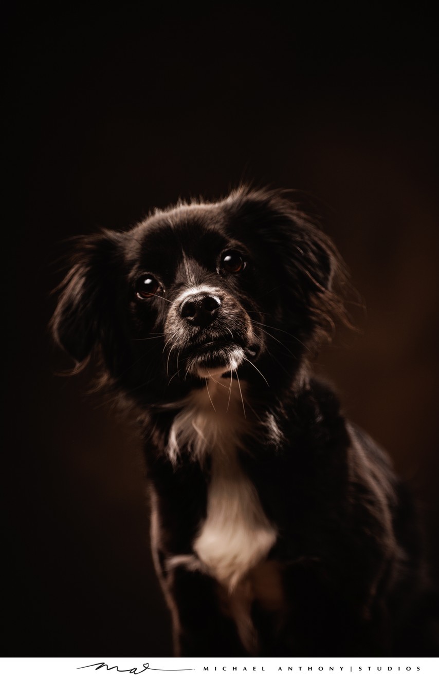 Black and White Dog Close-Up Portrait