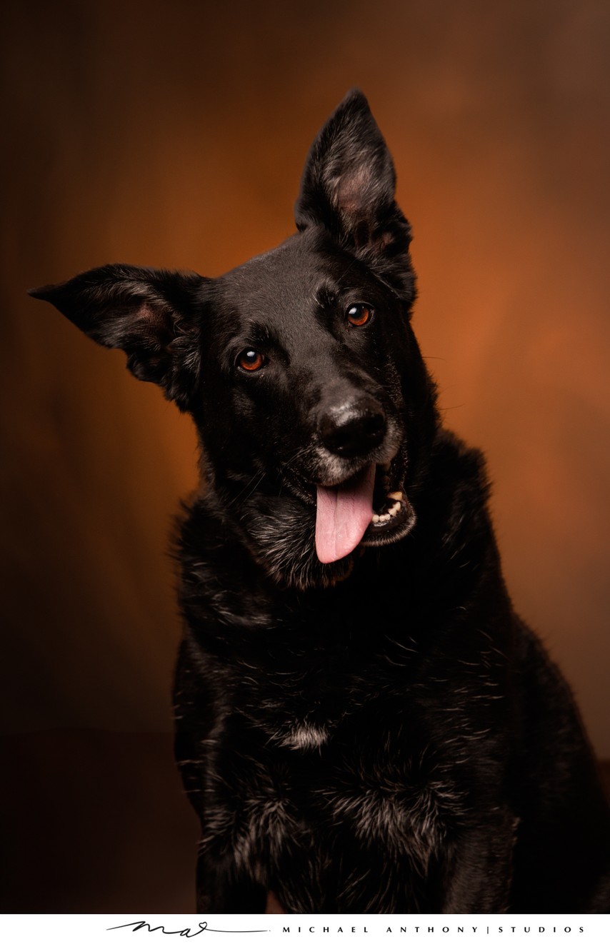 Black Dog with Tongue Out Portrait