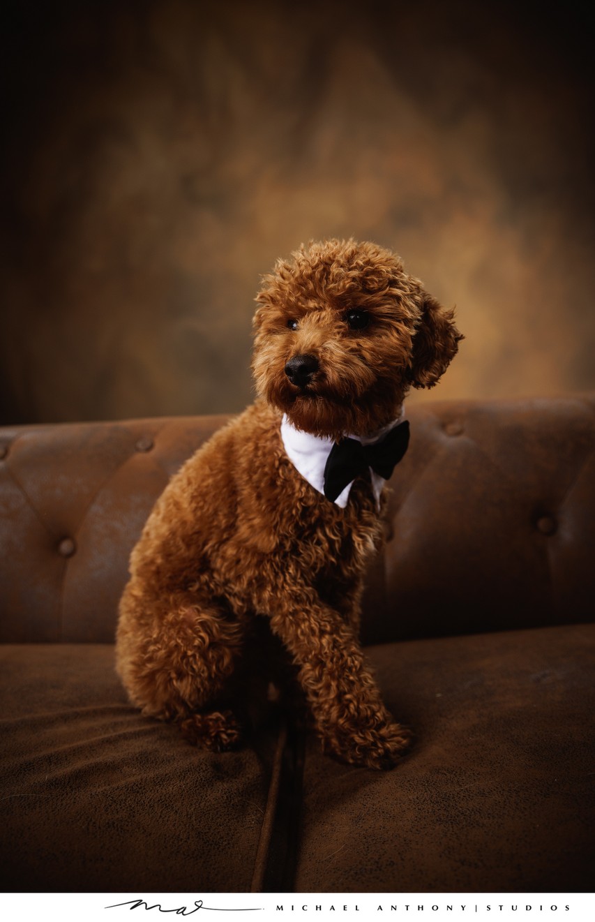 Dog in Tuxedo Portrait