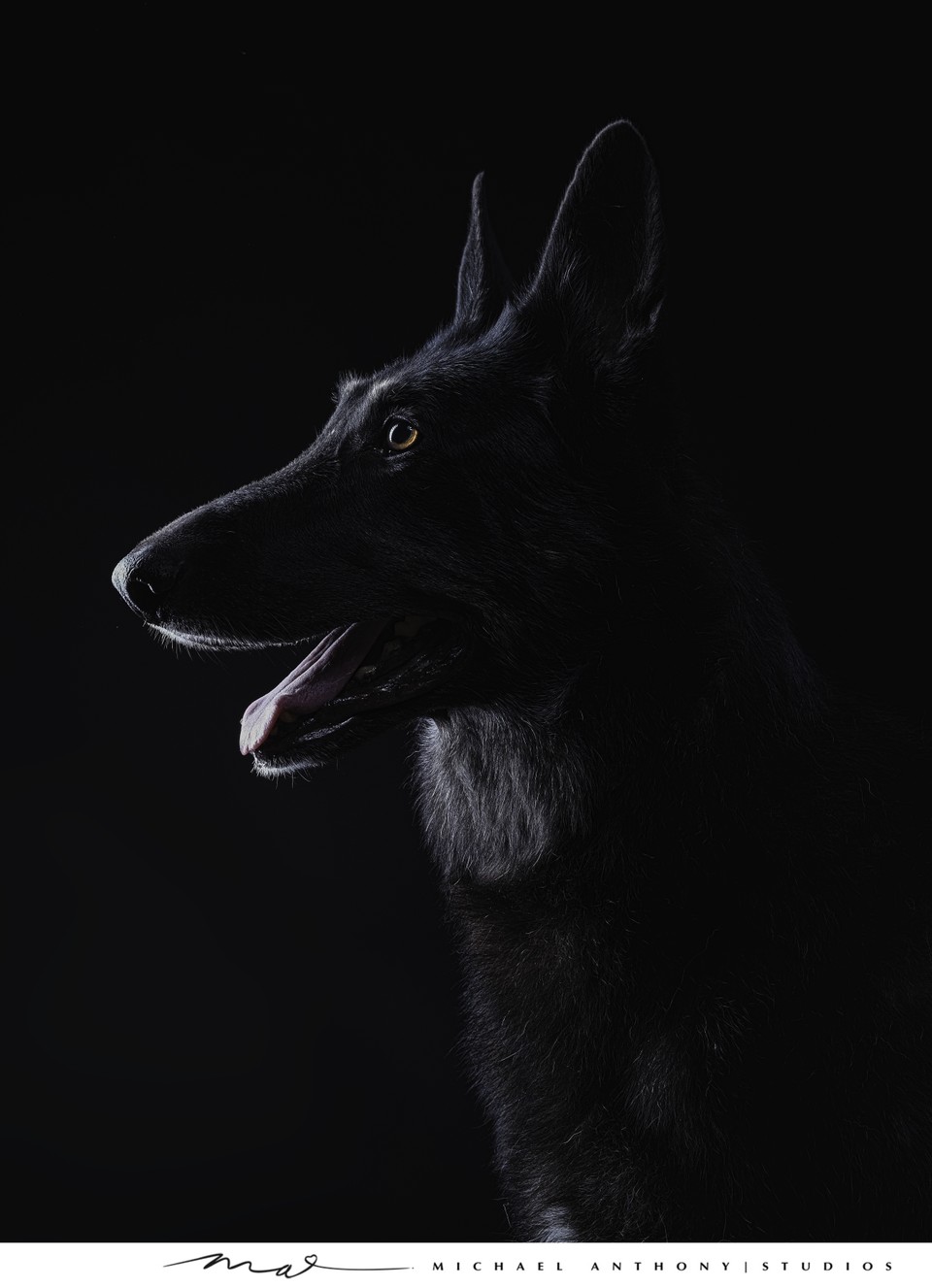 Profile Portrait of a Black German Shepherd