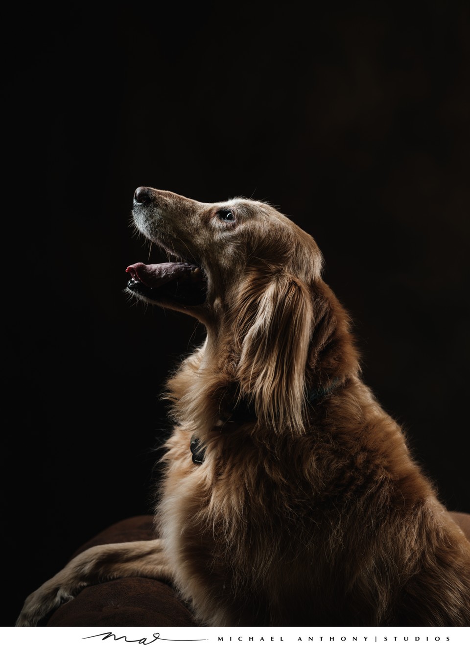 Golden Retriever Profile Portrait