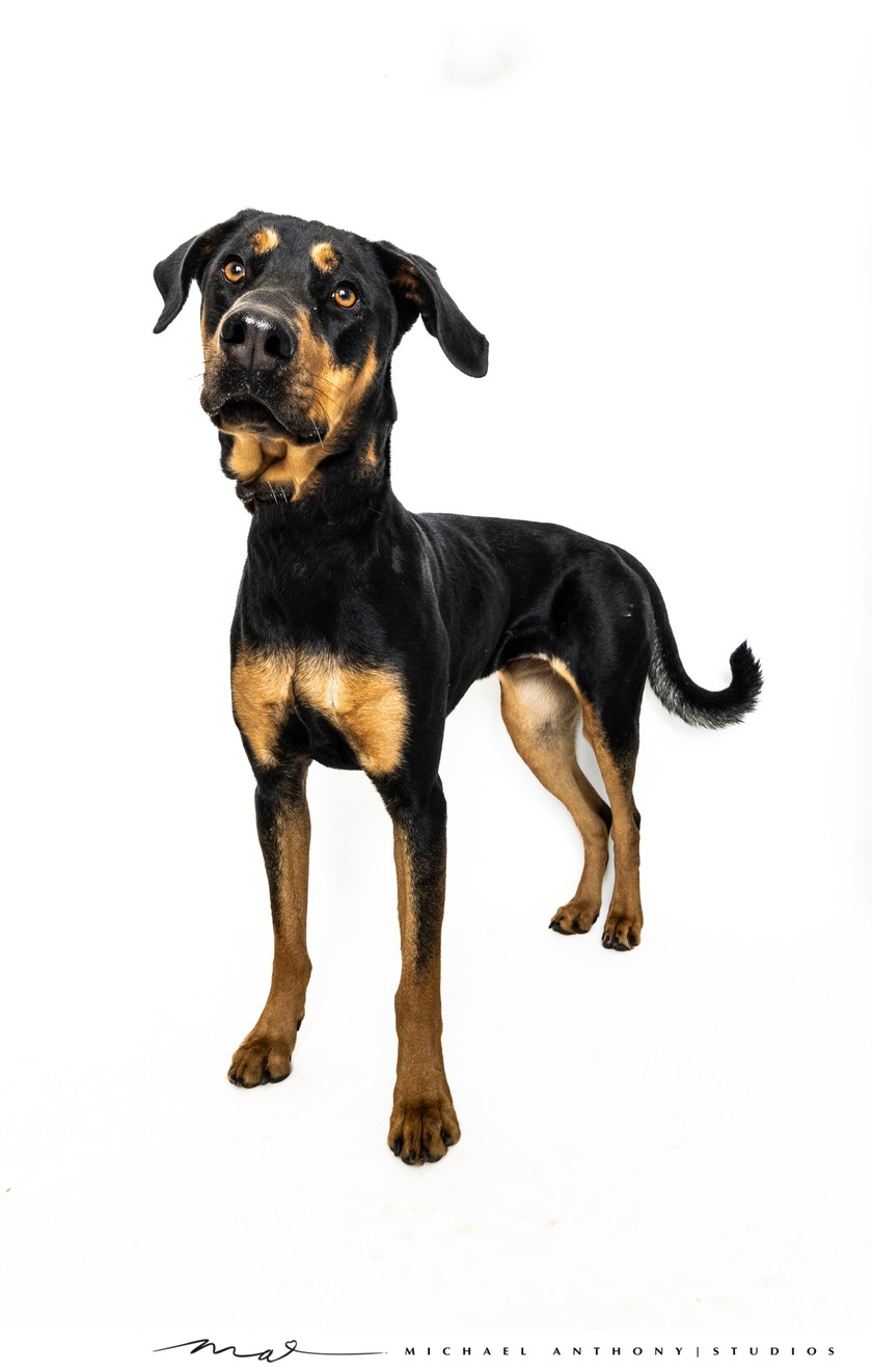 Elegant Black and Tan Dog in Dallas Studio