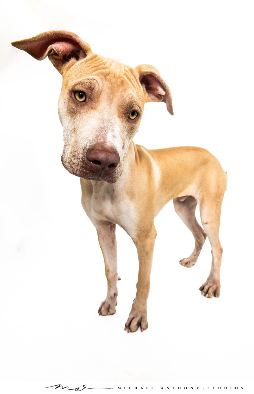 Brown Dog with Adorable Head Tilt in Dallas Studio