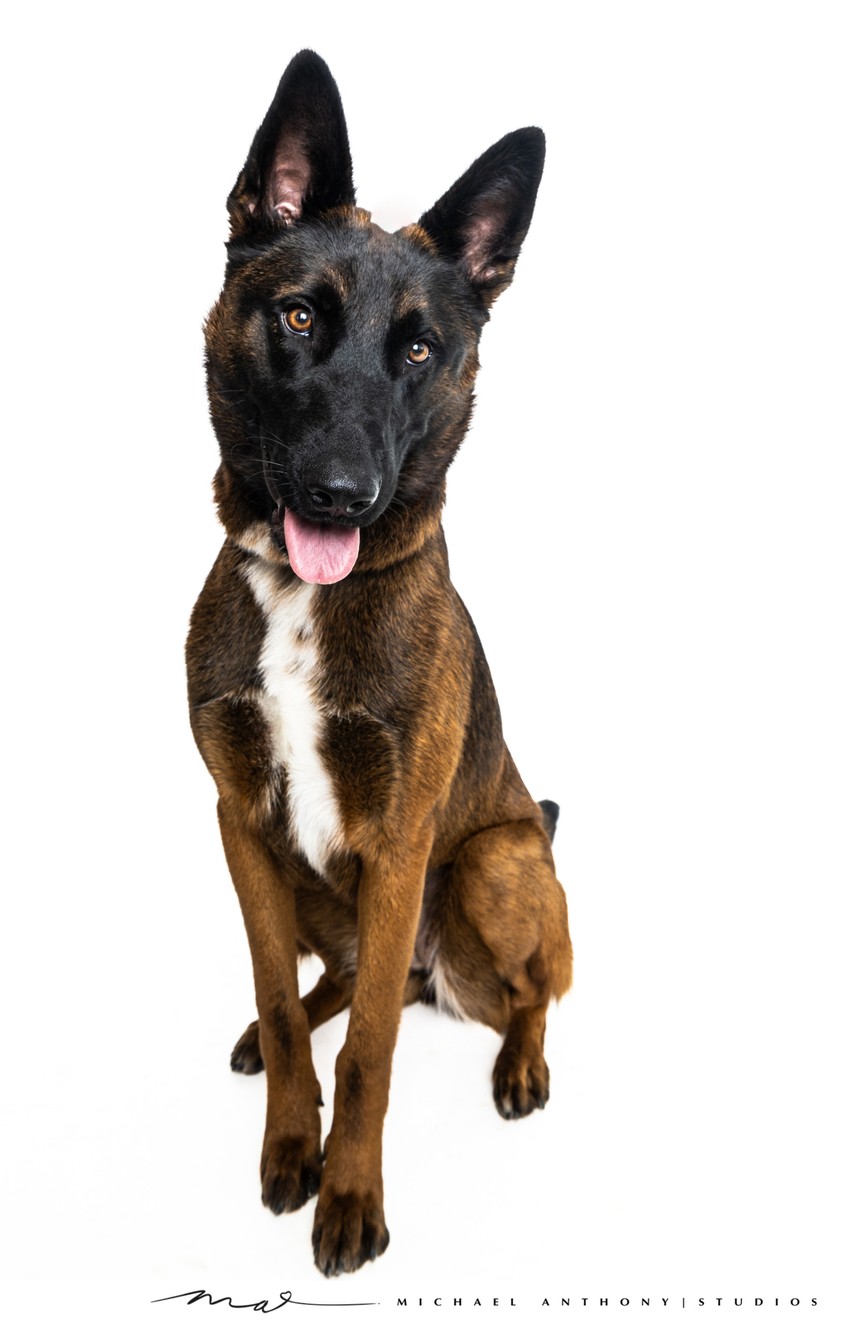 Handsome Brown Dog with White Marking in Dallas Studio