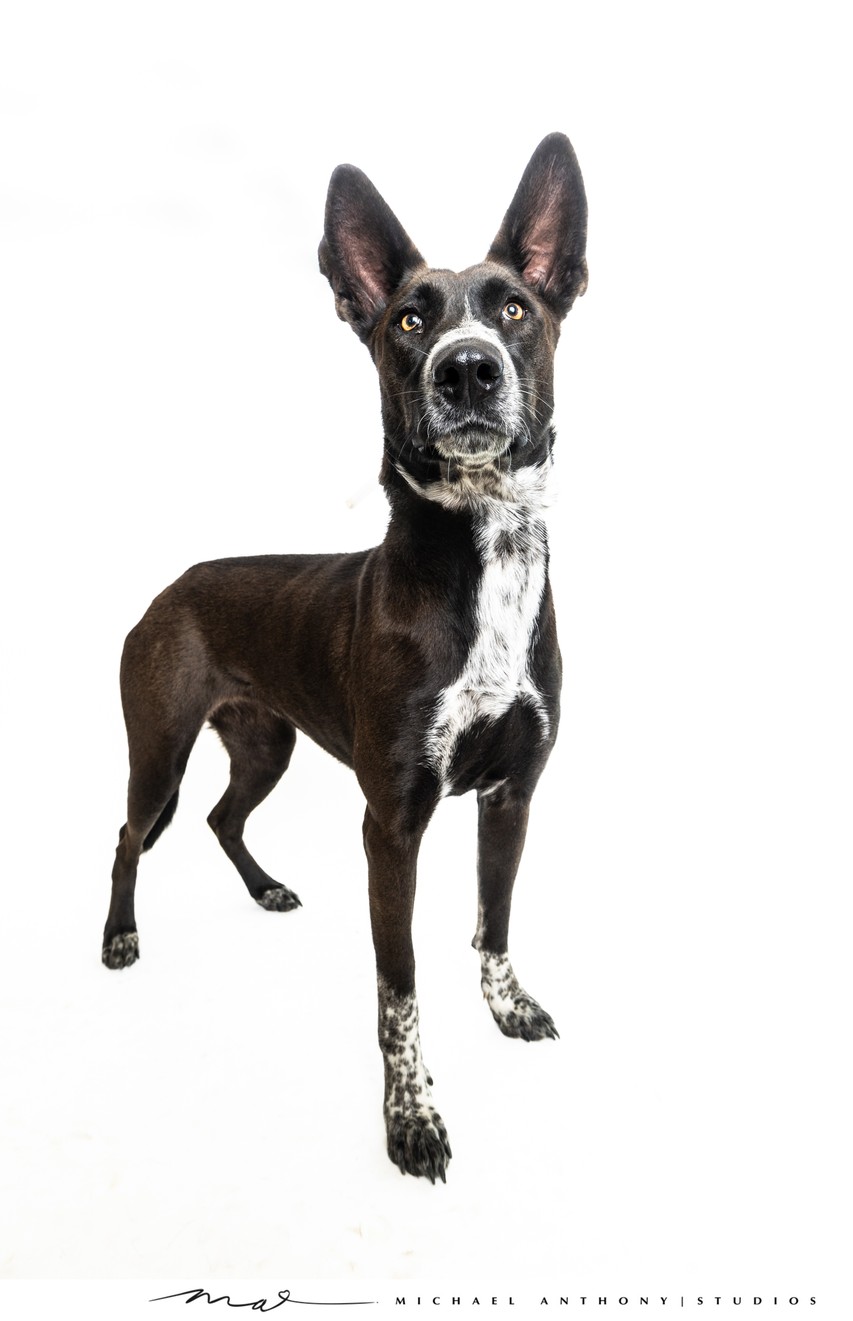 Majestic Black and White Dog with Ears Up in Dallas Studio