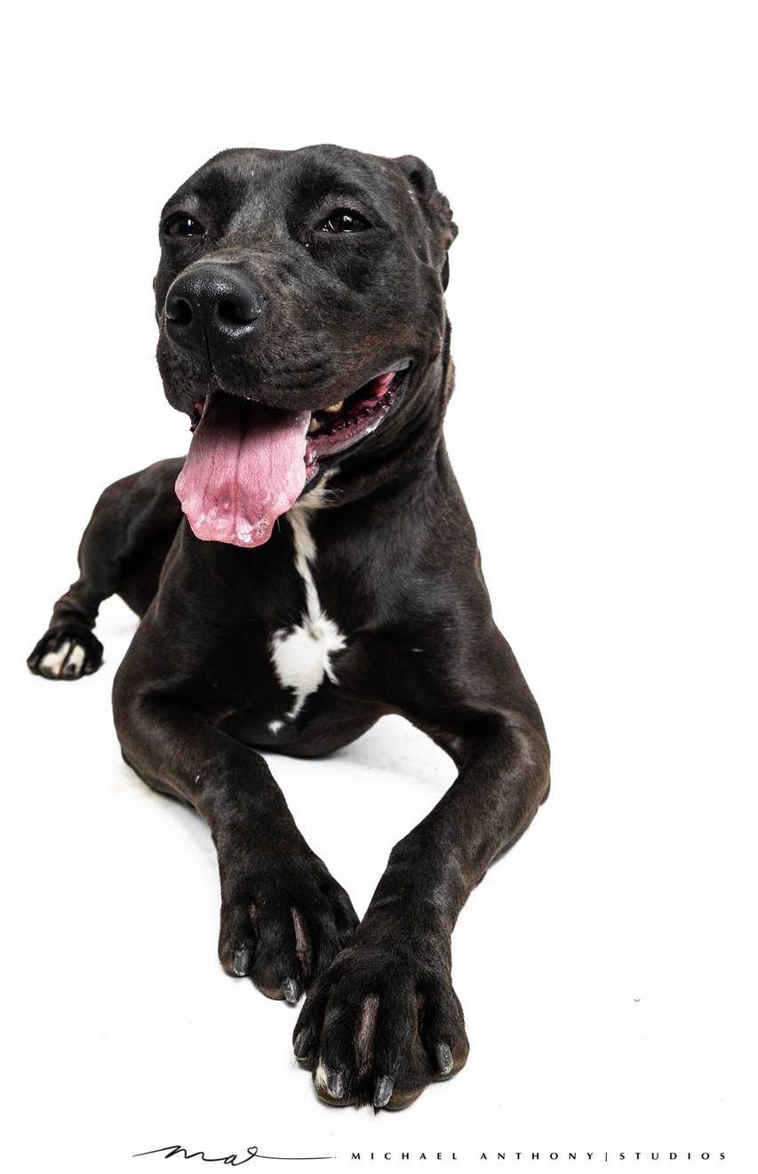 Charming Black Dog with White Marking Relaxing in Studio