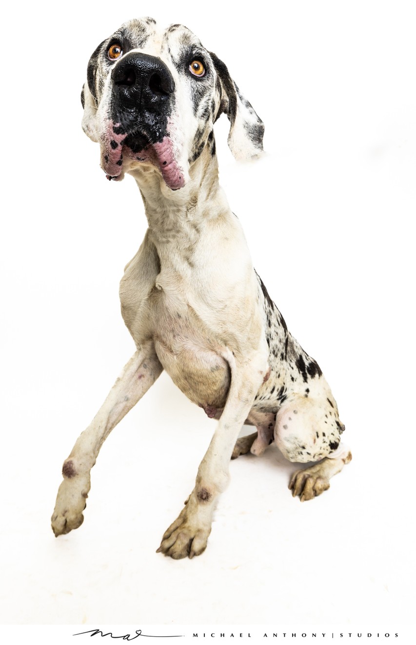 Playful Harlequin Great Dane Sitting in Dallas