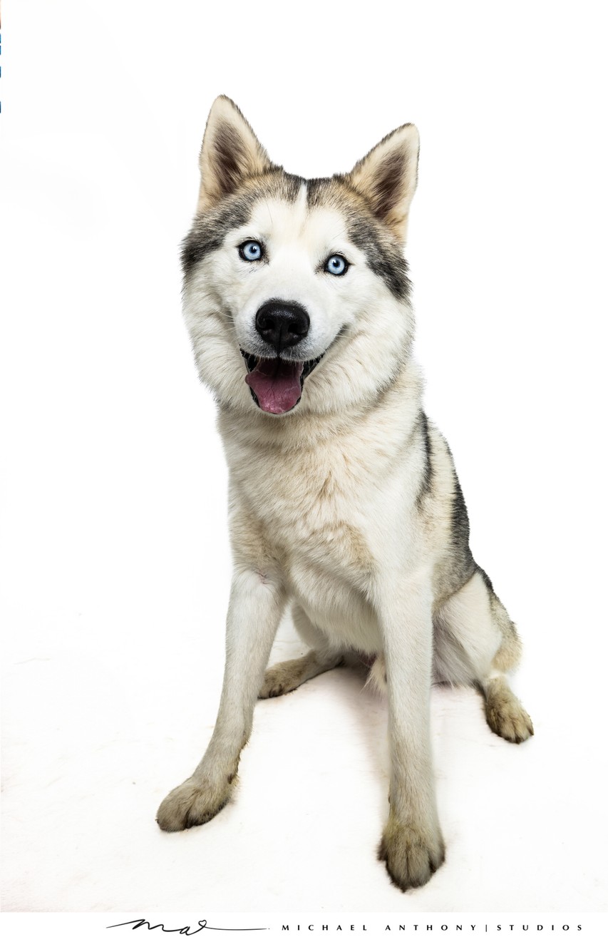 Stunning Husky Dog in Dallas Studio