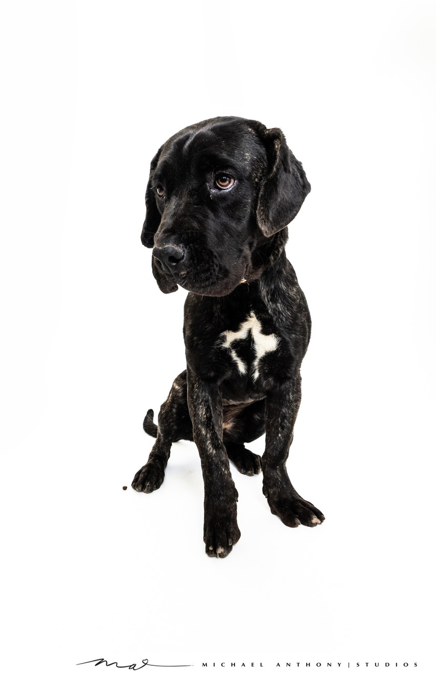 Adorable Black Dog with White Marking Sitting in Dallas Studio