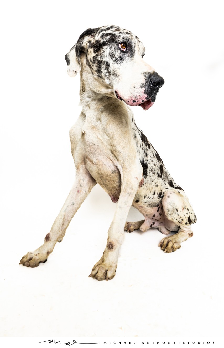 Great Dane with Spotted Fur and Thoughtful Pose in Dallas Studio