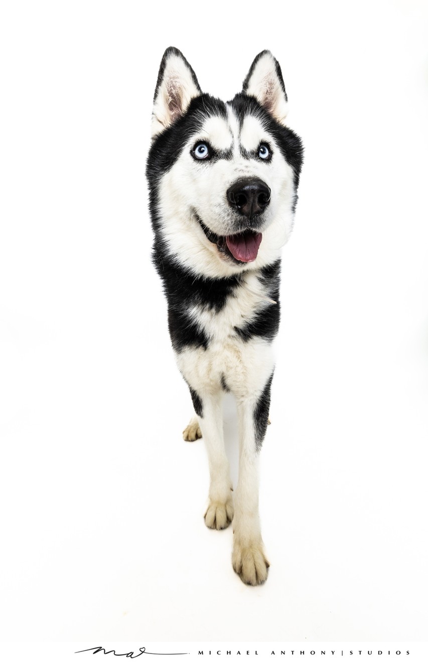 Striking Siberian Husky with Piercing Blue Eyes in Dallas Studio