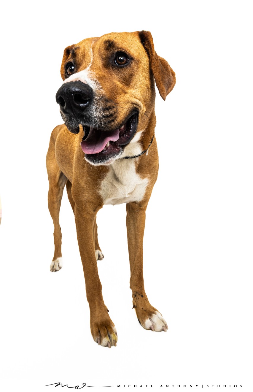 Adorable Brown and White Dog in Dallas Studio