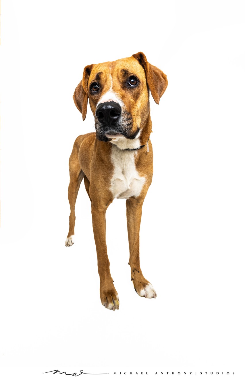 Curious Brown Boxer Mix Posing in Dallas