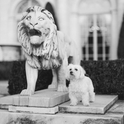 Dog stands by Statue at Wedding