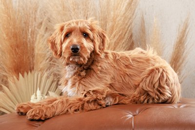 Labradoodle Relaxing on Couch Portrait