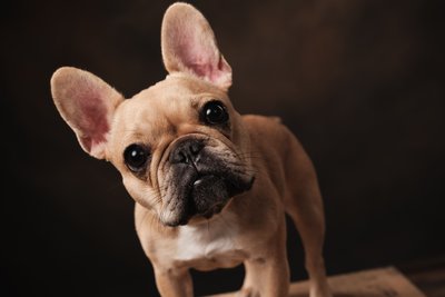 French Bulldog Head Tilt Portrait