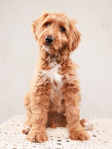 Adorable Labradoodle Portrait | Dog Photography TX