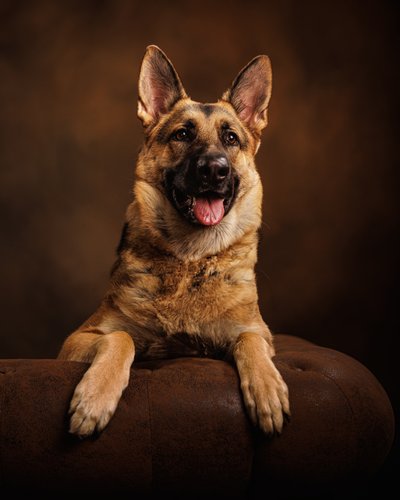 German Shepherd on Couch Portrait