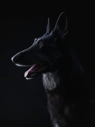 Profile Portrait of a Black German Shepherd