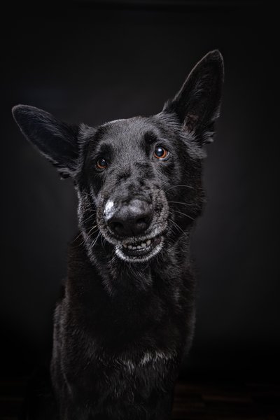Black Dog Close-Up Portrait