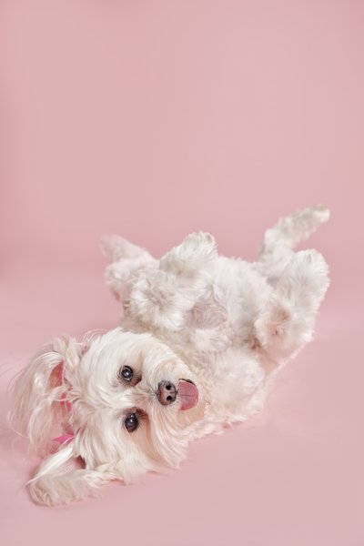 White Maltipoo on Pink Background