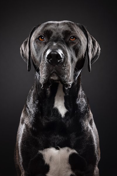 Serious Black Dog Portrait