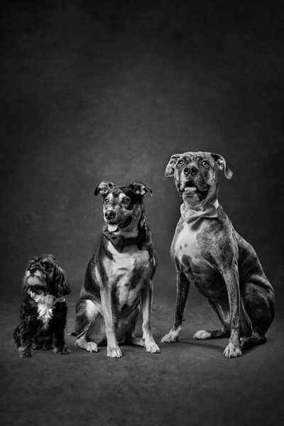Three Dogs Black and White Portrait
