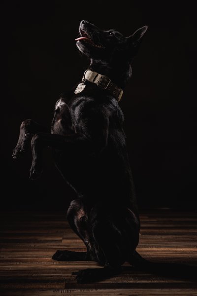 Black Dog Sitting Up Portrait