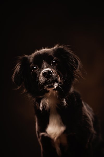 Black and White Dog Close-Up Portrait