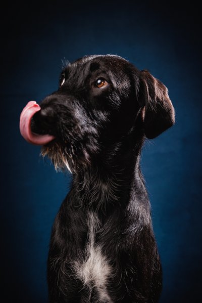 Black Dog Licking Nose Portrait